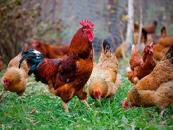 Породы куриц | ЗооТом - продажа, вязка и услуги для животных в Волхове