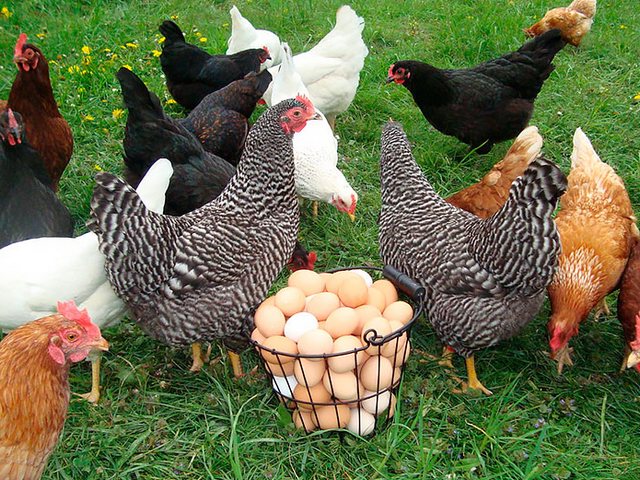 Содержание кур и уход за ними | ЗооТом - продажа, вязка и услуги для животных в Волхове