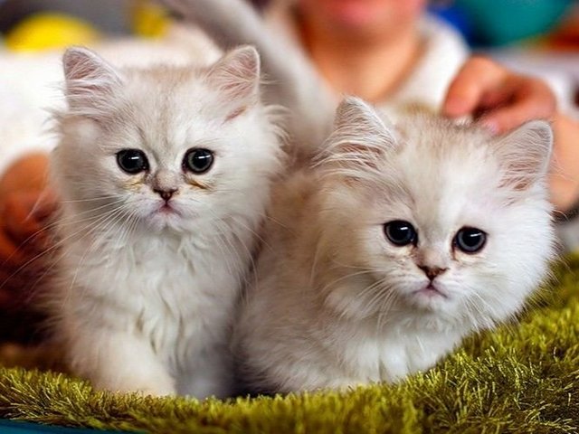 Породы кошек в Волхове | ЗооТом портал о животных