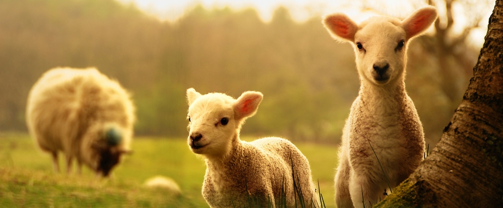 Объявления о сельскохозяйственных животных | ЗооТом - продажа, вязка и услуги для животных в Волхове
