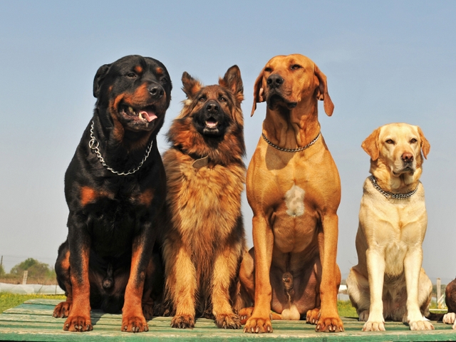 Крупные породы собак в Волхове | ЗооТом портал о животных
