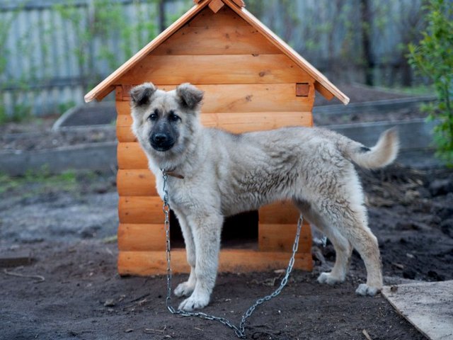 Все о собаках в Волхове Все о собаках в Волхове